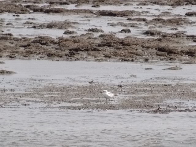 15_Gull in front of Semipalmated Plover.JPG