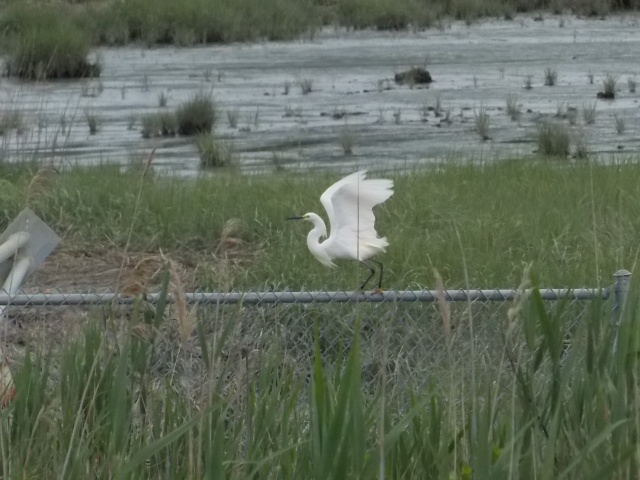 19_Snowy Egret taking flight.JPG