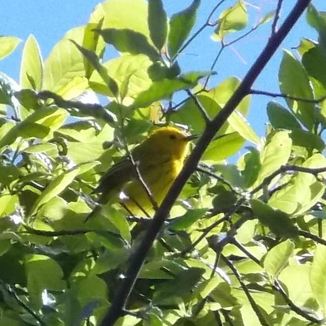 7_Yellow Warbler singing.JPG