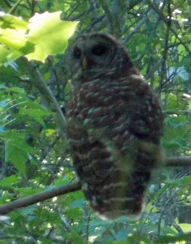 Barred Owl 4.JPG