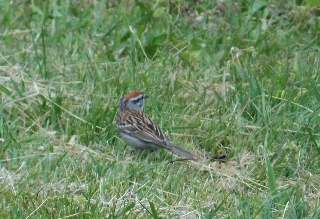 Chipping Sparrow.JPG