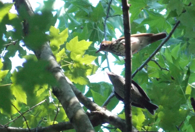 Wood Thrush feeding cowbird young.jpg